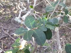 Chionanthus foveolatus