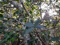 Chionanthus foveolatus