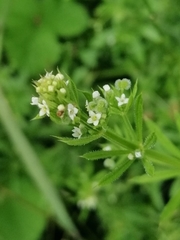 Galium aparine