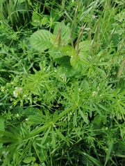 Galium aparine