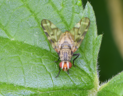 Otites guttata
