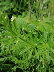 Galium aparine