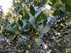 Pterocelastrus tricuspidatus