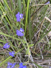 Dampiera hederacea