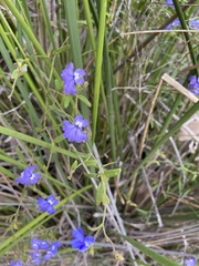 Dampiera hederacea
