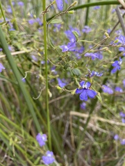 Dampiera hederacea