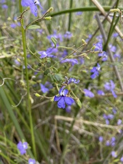 Dampiera hederacea