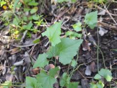 Zehneria scabra