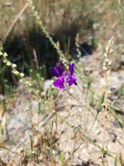 Linaria elegans