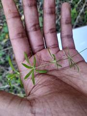 Pharnaceum thunbergii