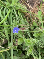 Veronica chamaedrys