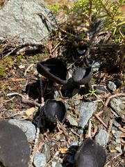 Helvella corium