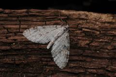 Trichopteryx carpinata