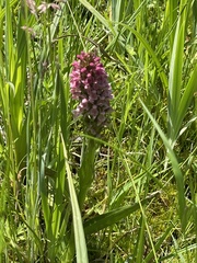Dactylorhiza incarnata