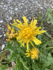 Asteraceae