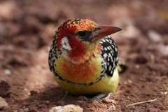 Trachyphonus erythrocephalus