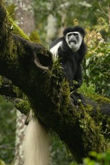 Colobus caudatus