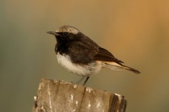 Oenanthe lugubris schalowi