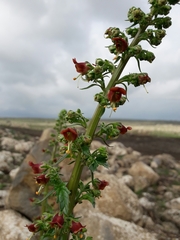 Scrophularia rubricaulis