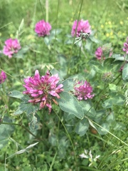 Trifolium pratense