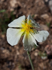 Helianthemum asperum