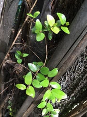 Metrosideros fulgens