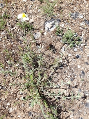 Helianthemum asperum