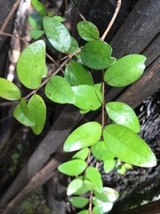 Metrosideros fulgens