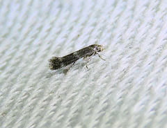 Elachista illectella