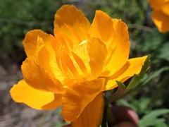 Trollius asiaticus