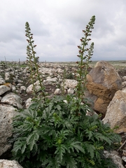 Scrophularia rubricaulis