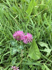 Trifolium pratense