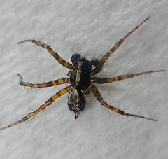 Araneae