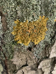 Xanthoria parietina