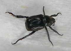 Coleoptera
