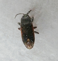 Pterygota