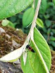 Harmonia axyridis