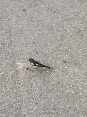 Fringilla coelebs coelebs