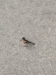 Fringilla coelebs coelebs