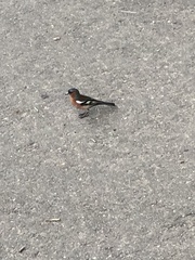 Fringilla coelebs coelebs