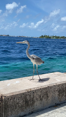 Ardea cinerea