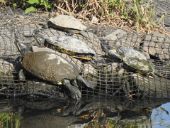 Trachemys scripta elegans