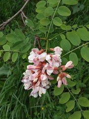 Robinia × ambigua
