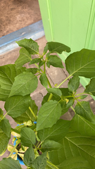 Physalis