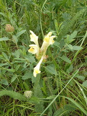 Scutellaria caucasica