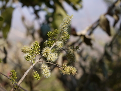 Combretum albidum