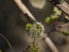 Combretum albidum