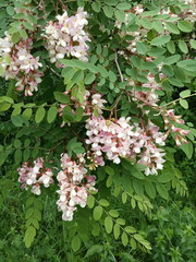 Robinia × ambigua