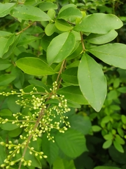 Ligustrum vulgare