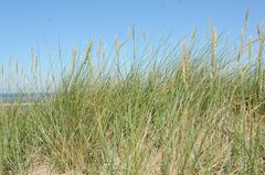 Elymus athericus